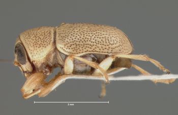 Media type: image; Entomology 8658   Aspect: habitus lateral view